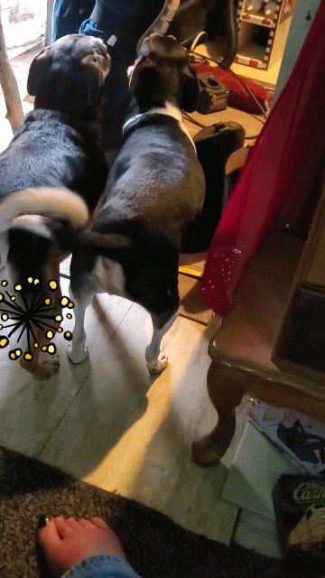 Tic Tok Videos Of Little Lick