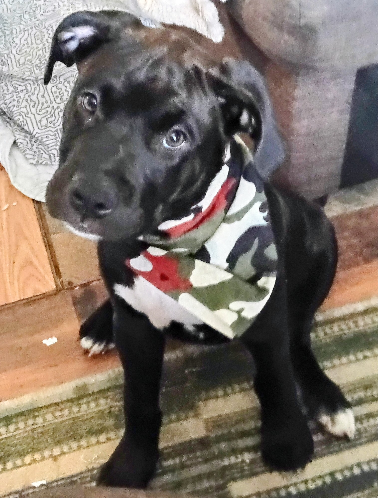 Awesome Puppy Teething Toys And Tips